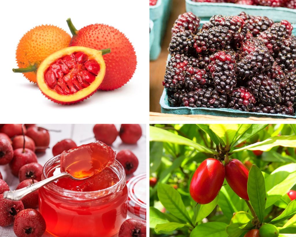 Fruits that Start with M
