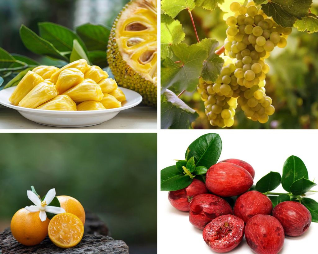 Fruits that Start with N