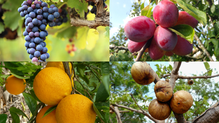 Fruits that Start with V
