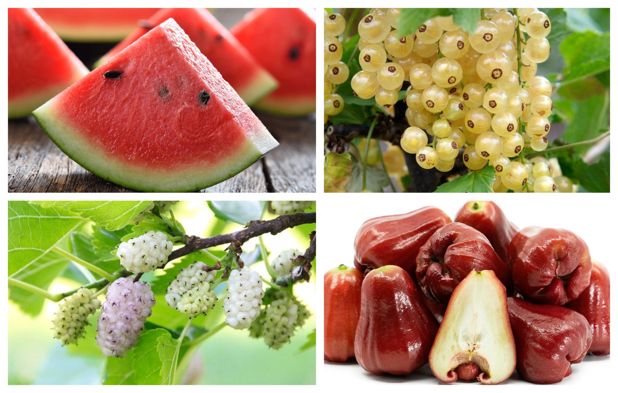 Fruits that Start with W