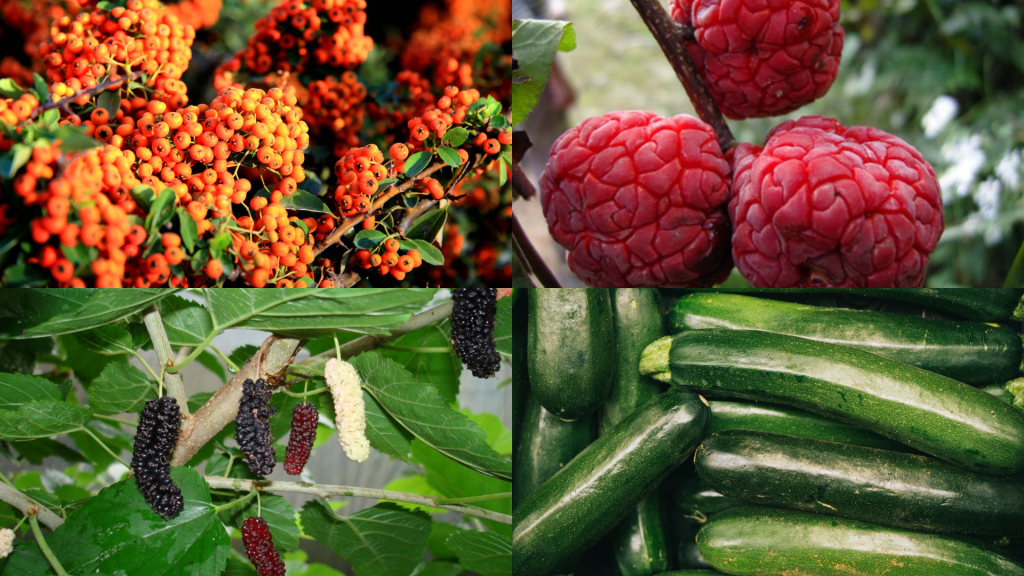 Fruits that Start with Z