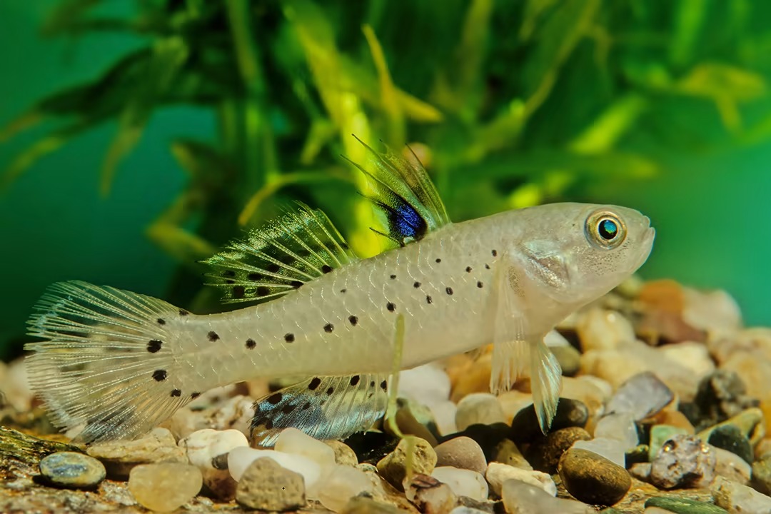 Gobies