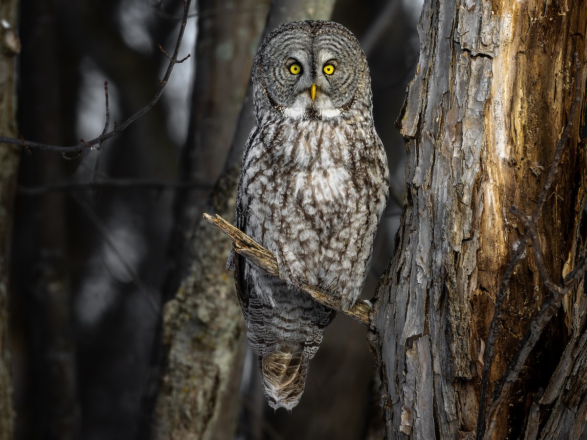 Great Grey Owl