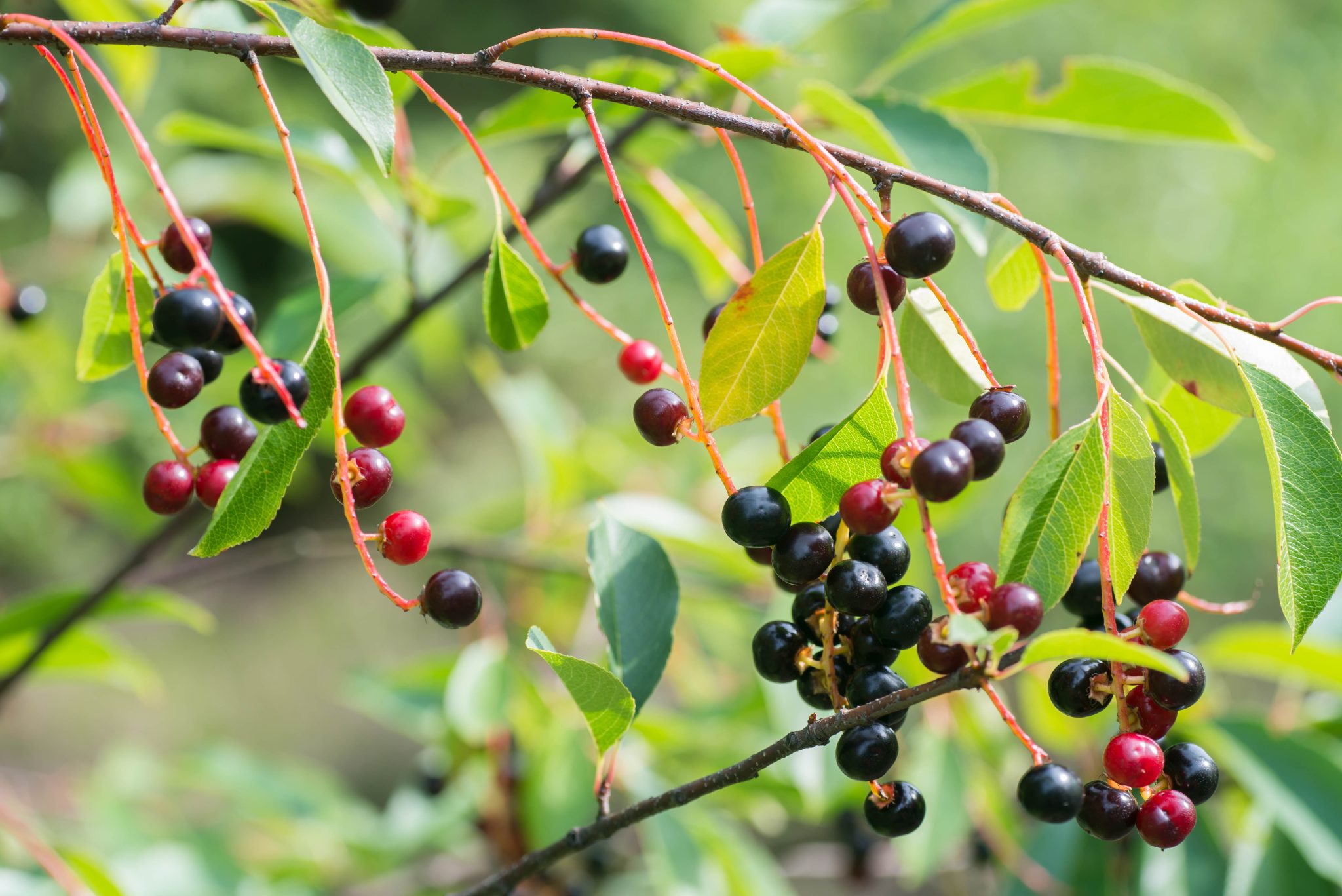 hackberry 
