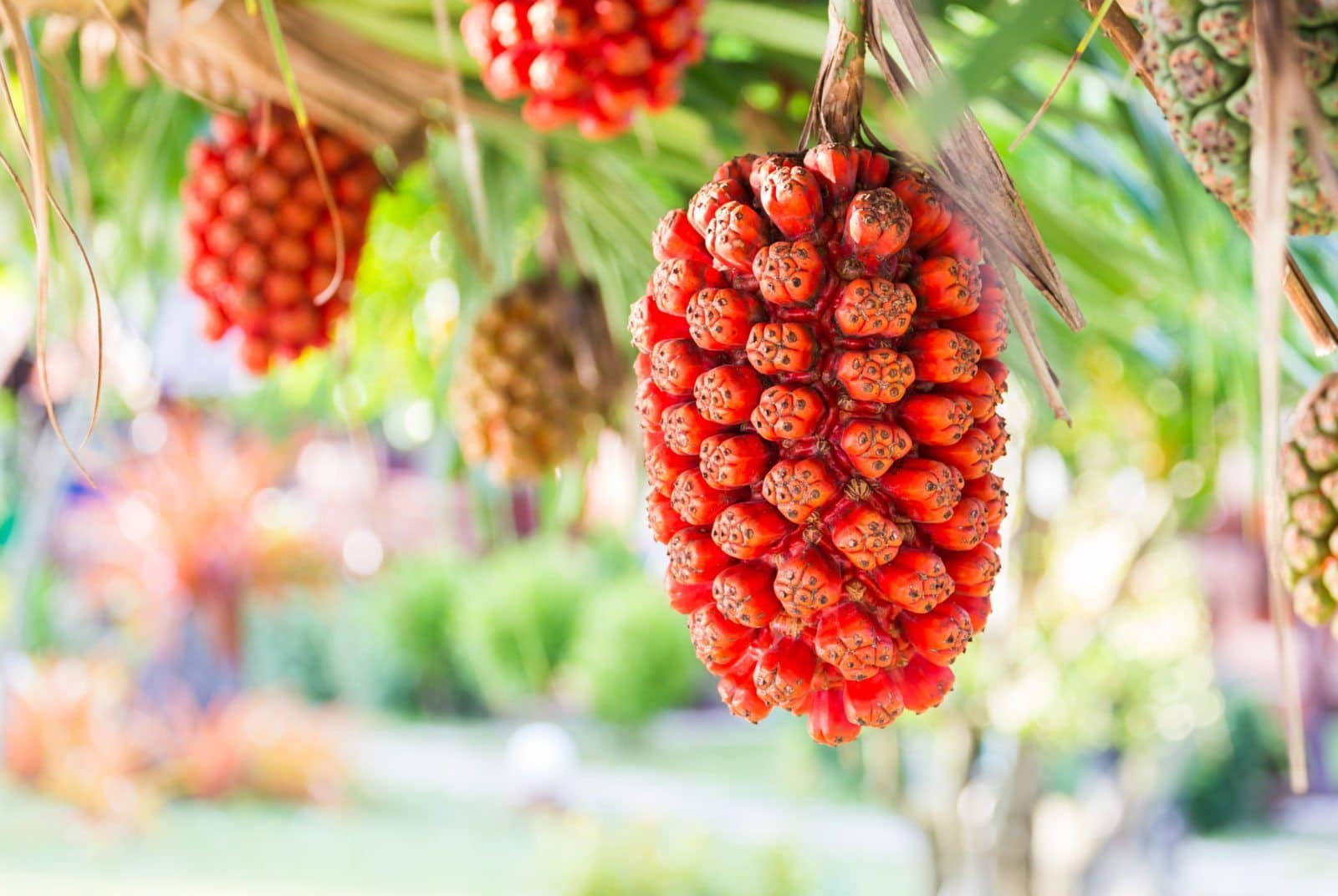 Hala Fruit
