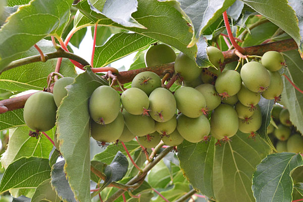 Hardy Kiwi
