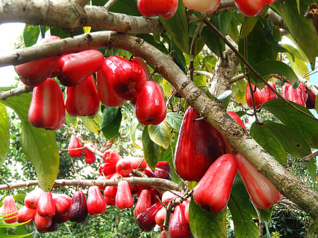 Hawaiian Mountain Apples