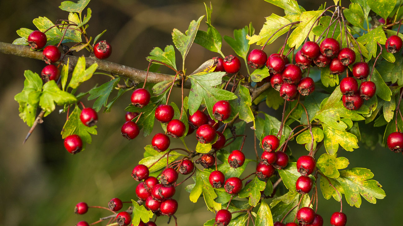 Haws (Hawthorn Berries)