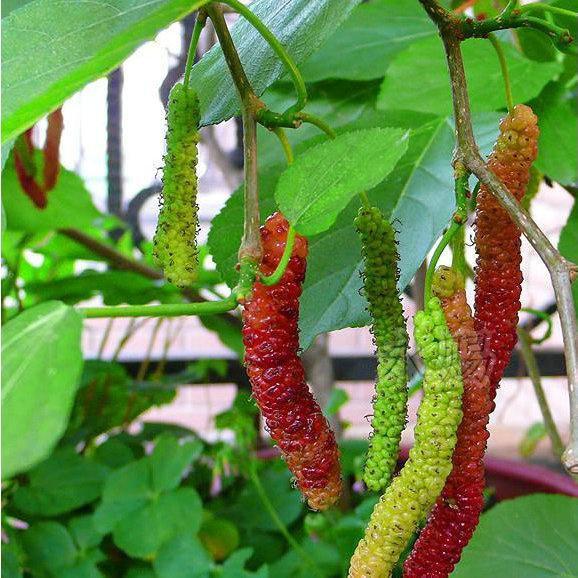 Himalayan Mulberry