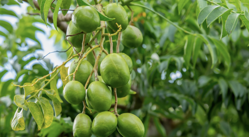 Hog Plum
