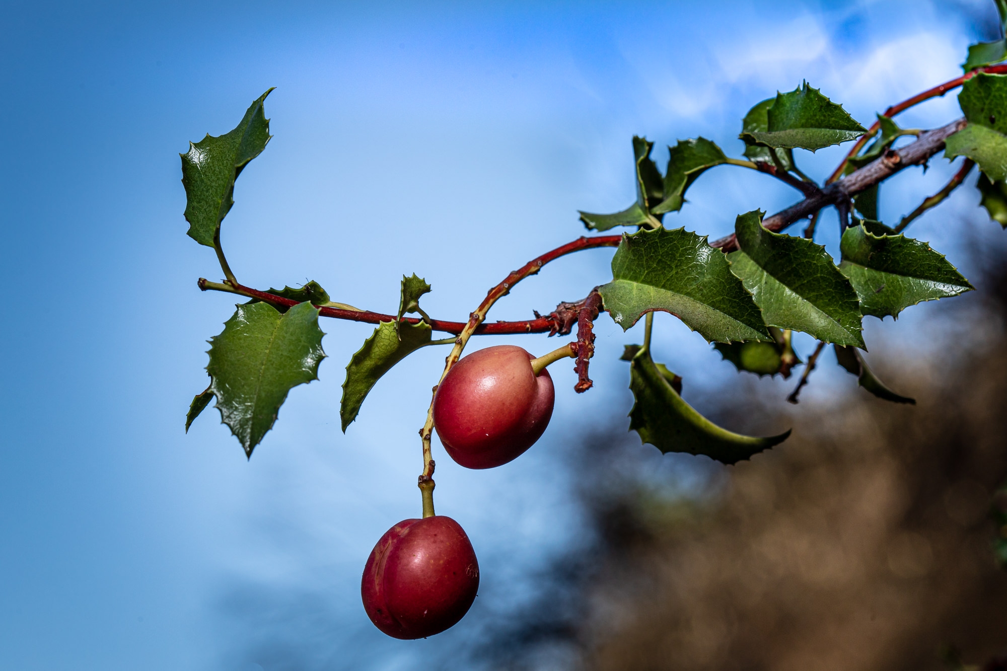 Holly Leaf Cherry