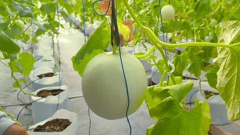 Honey Globe Melon