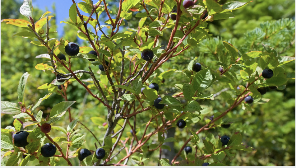 Huckleberry
