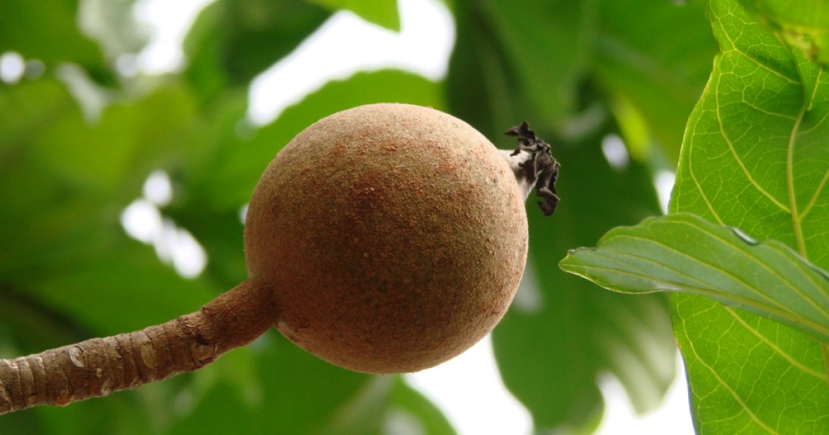 Huito Fruit