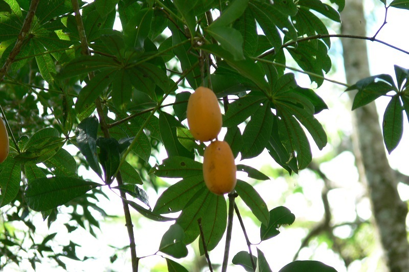 Jacaratia Spinosa
