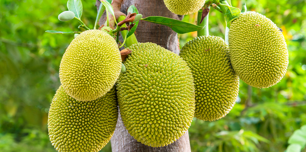 Jackfruit