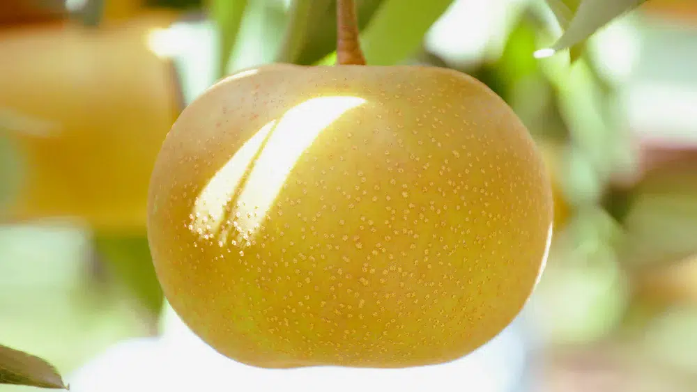 Japanese Pear