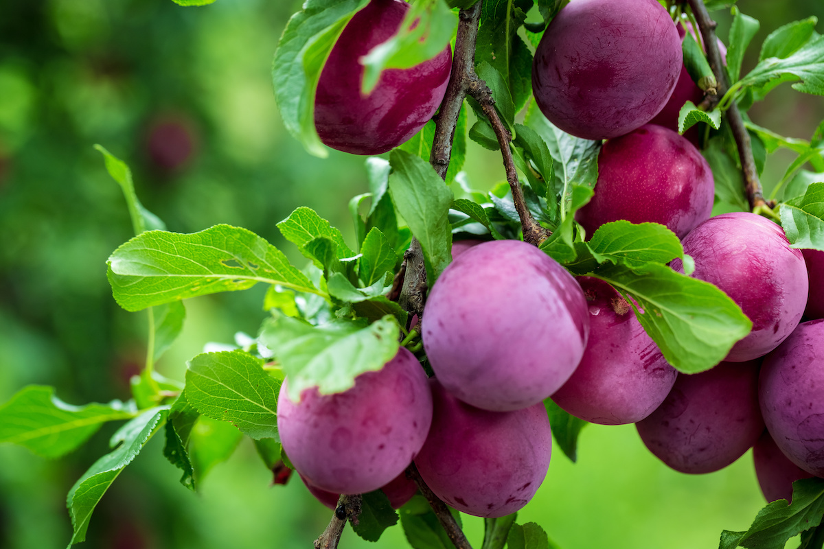 Japanese Plum