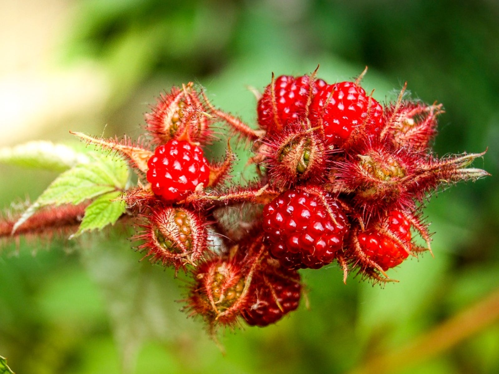 Japanese Wineberry