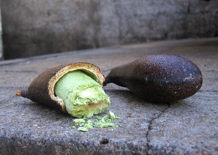 Jatoba