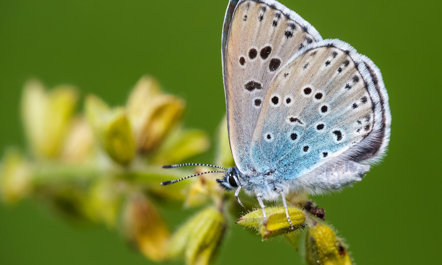 Large Blue Butterfly