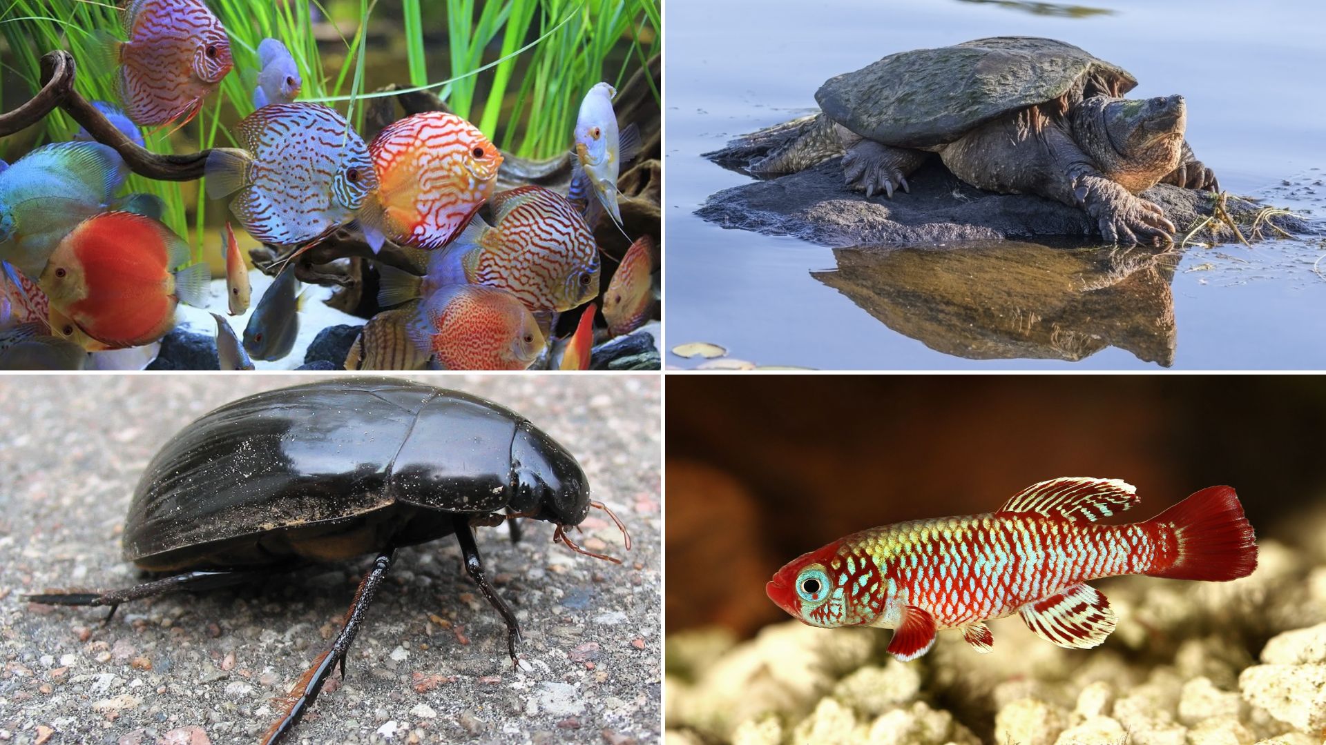 List of Fresh water animals