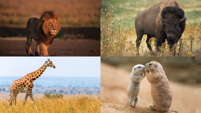 List of Grassland animals
