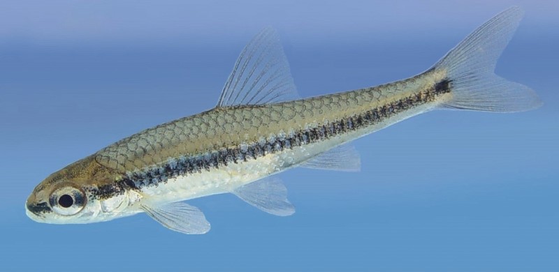 Minnow