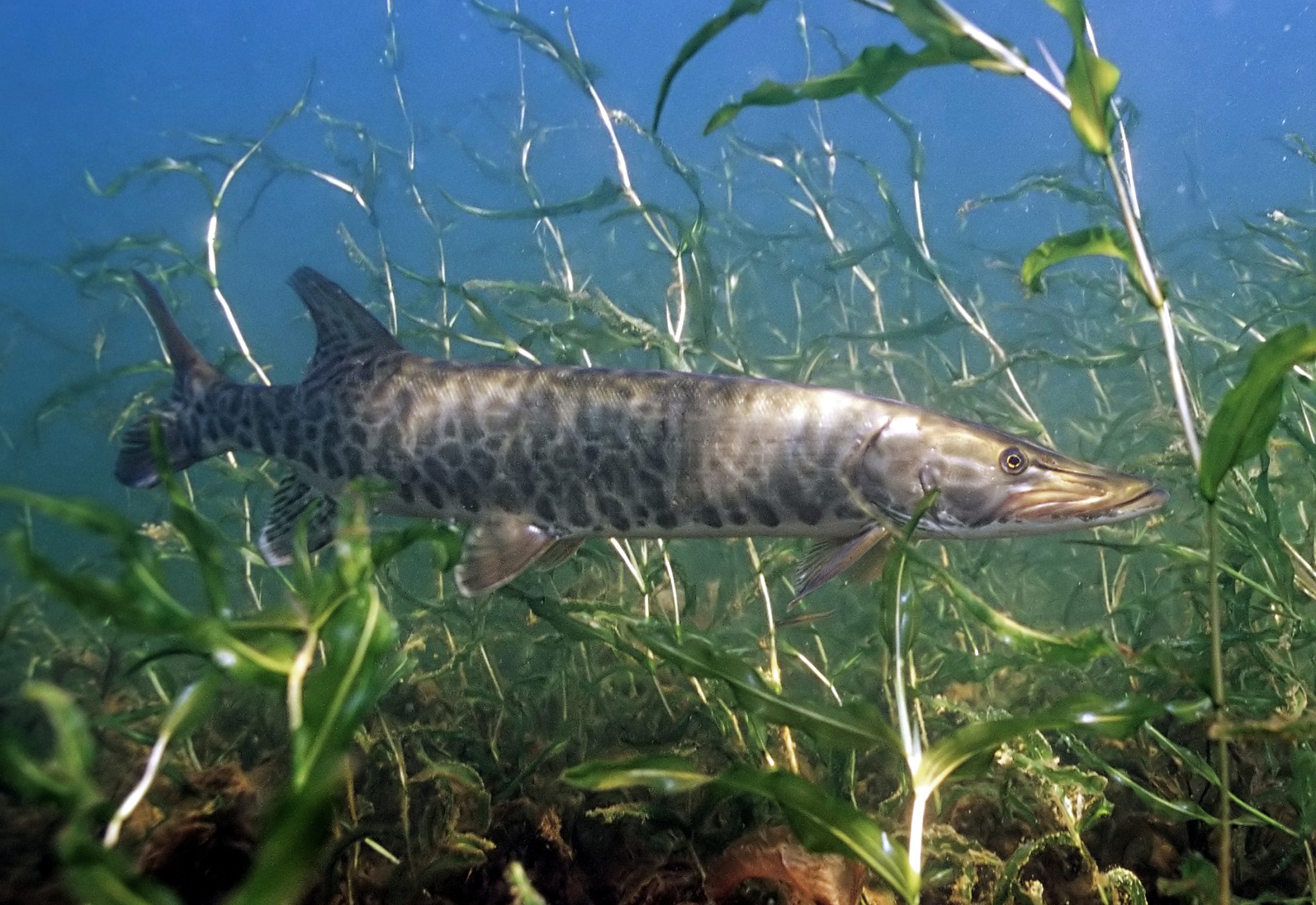 Muskellunge (Muskie)
