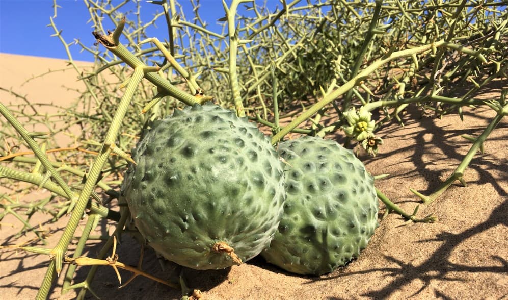 Nara Melon