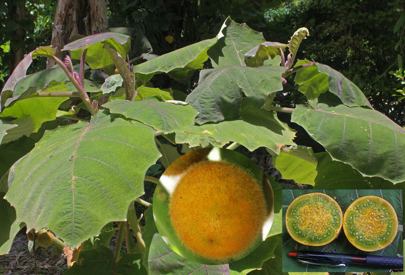 Naranjilla