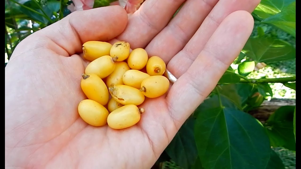 Neem