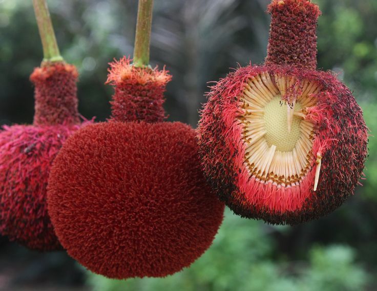 Nere Fruit