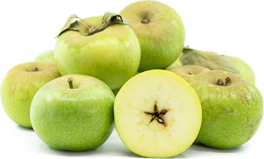 Newton Pippin Apple