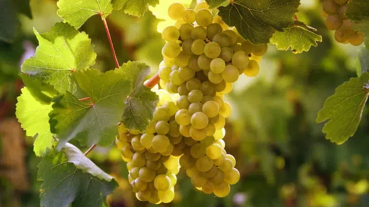 Nocera Grape