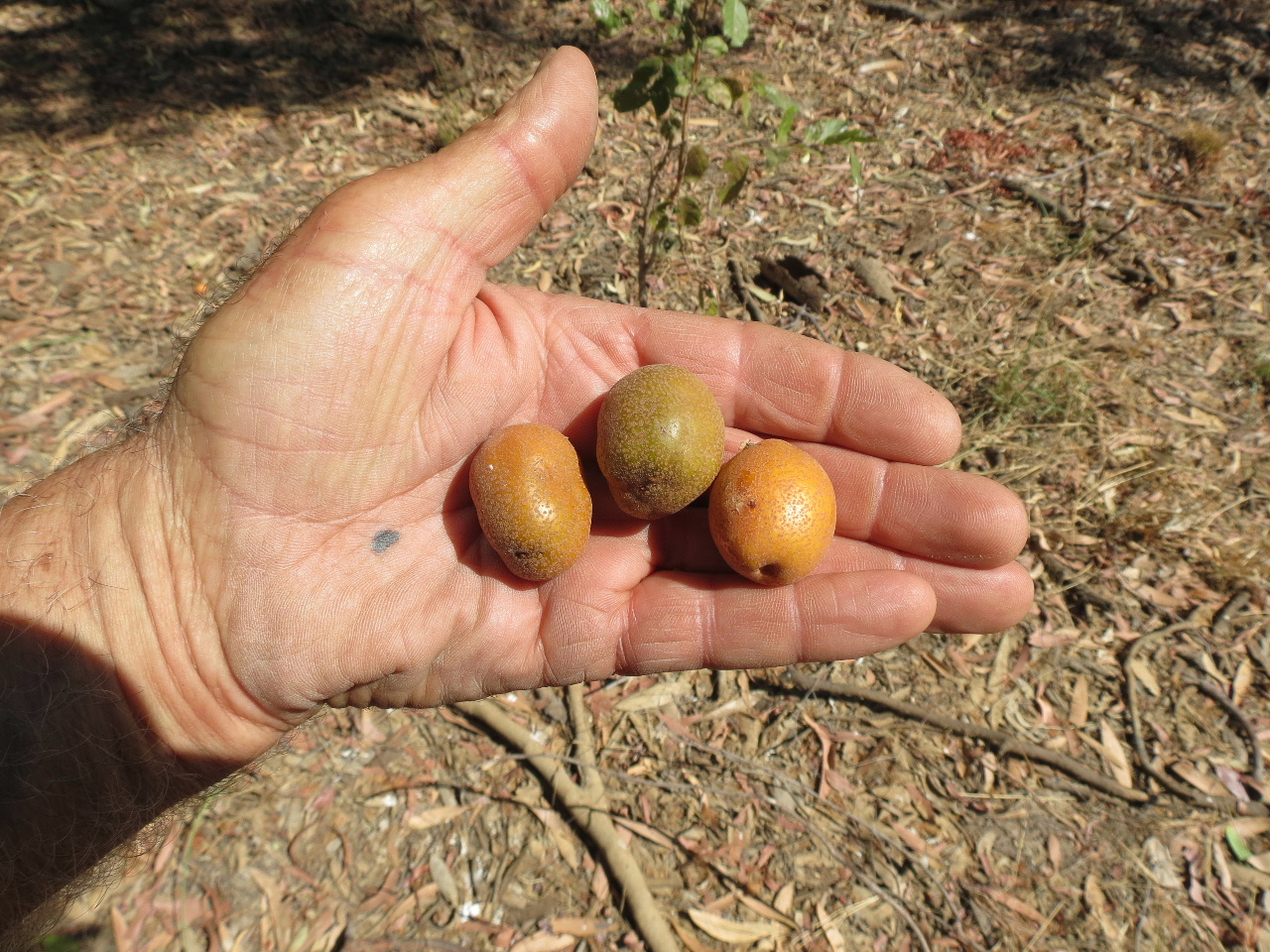 Nonda Plum