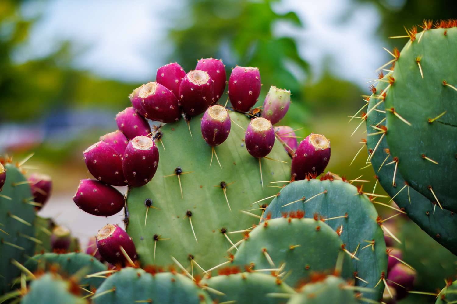 Nopal Fruit