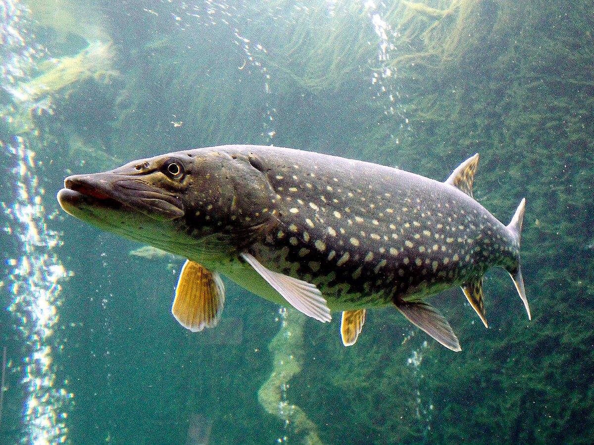 northern pike