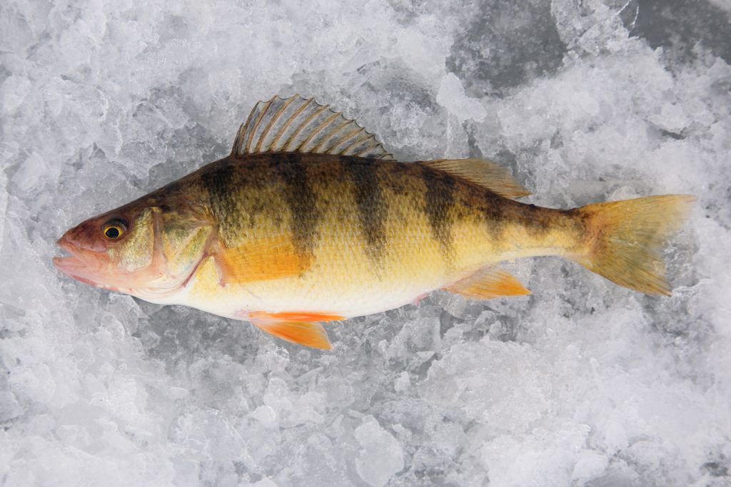Perch