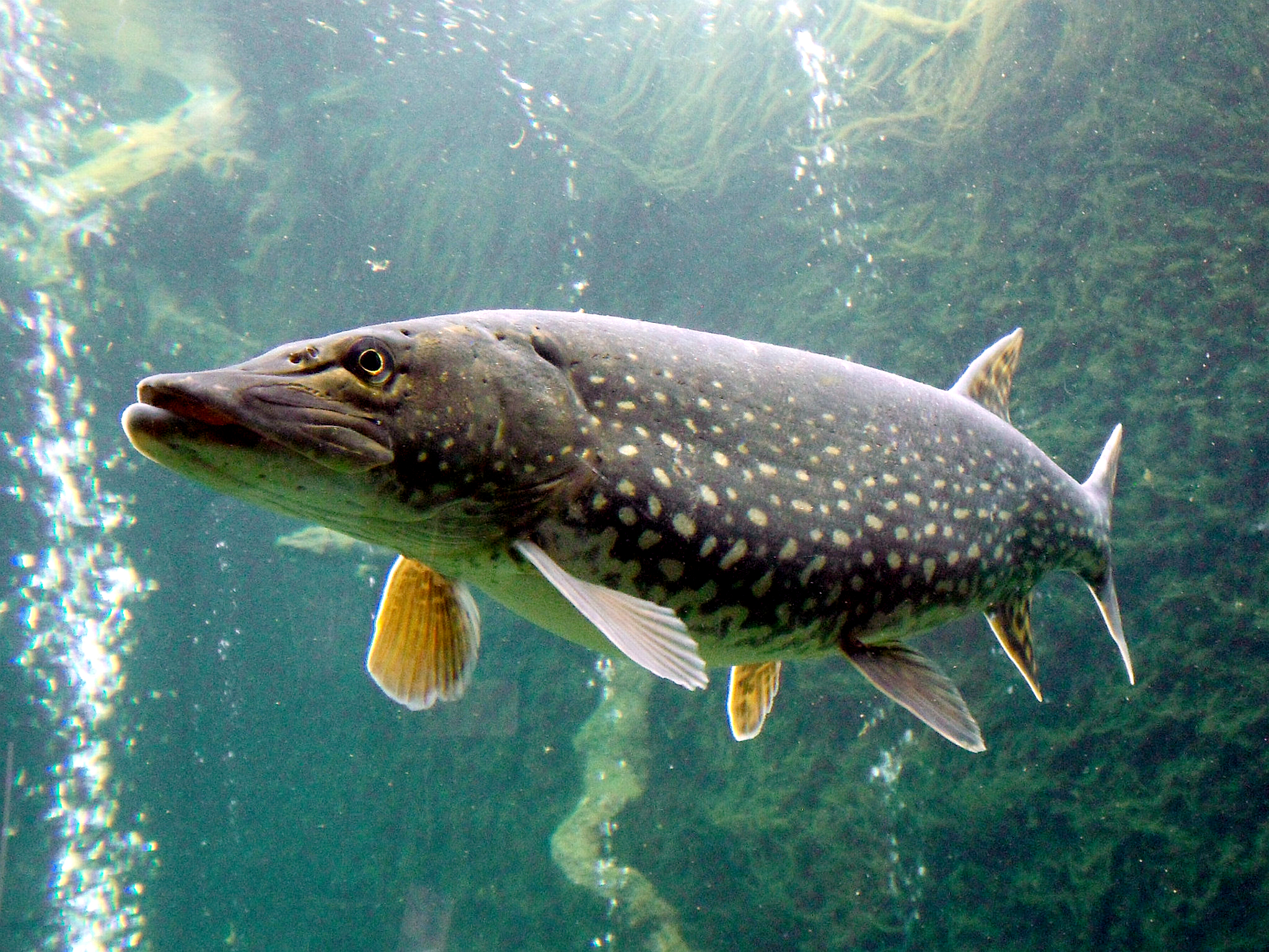 pike