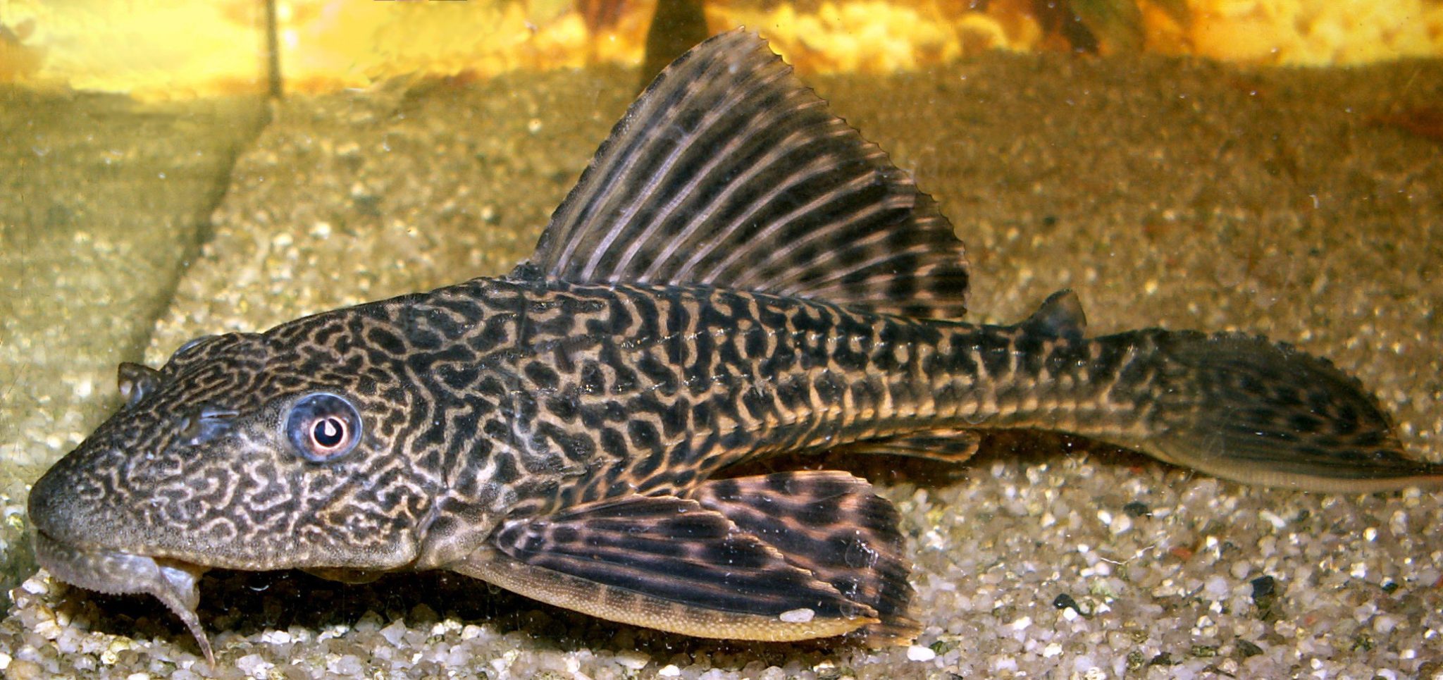 Plecostomus (Pleco)