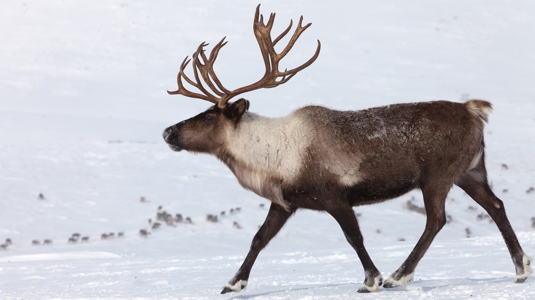 Reindeer (Caribou)