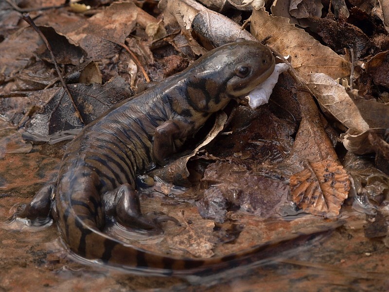 Salamander (Tiger Salamander)