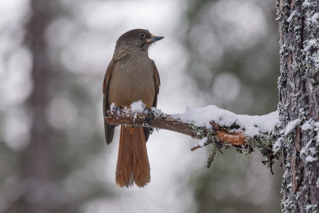 Siberian Jay