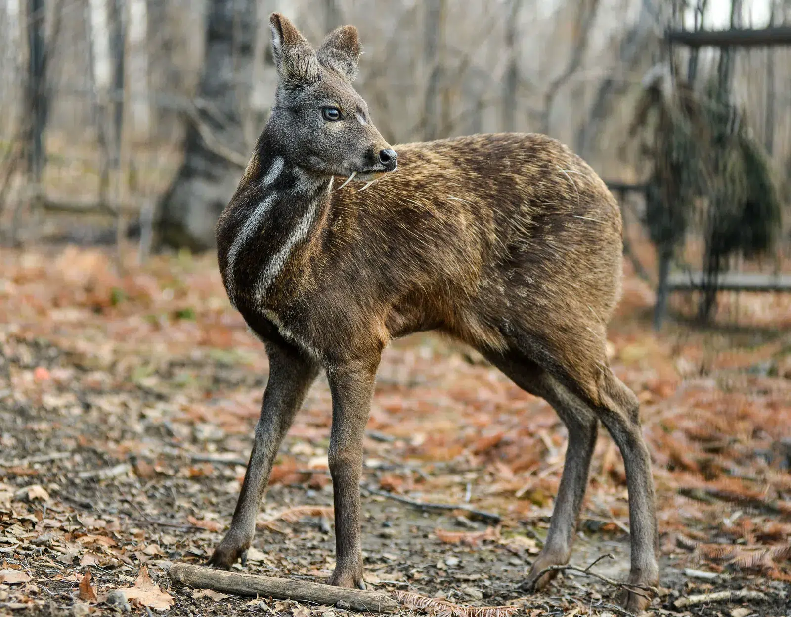 Siberian Musk Deer