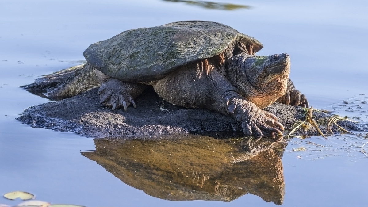 Snapping Turtle