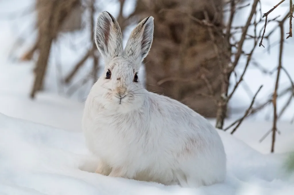 Snowshoe Hare