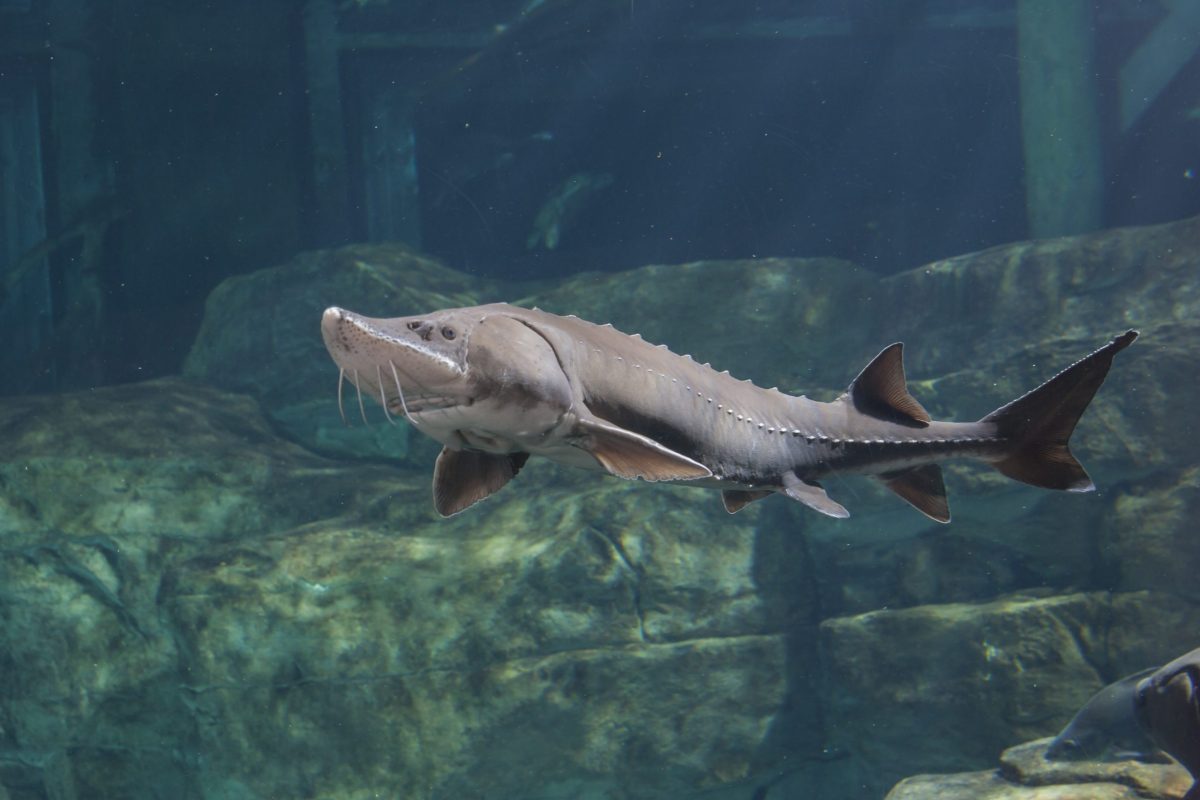 Sturgeon