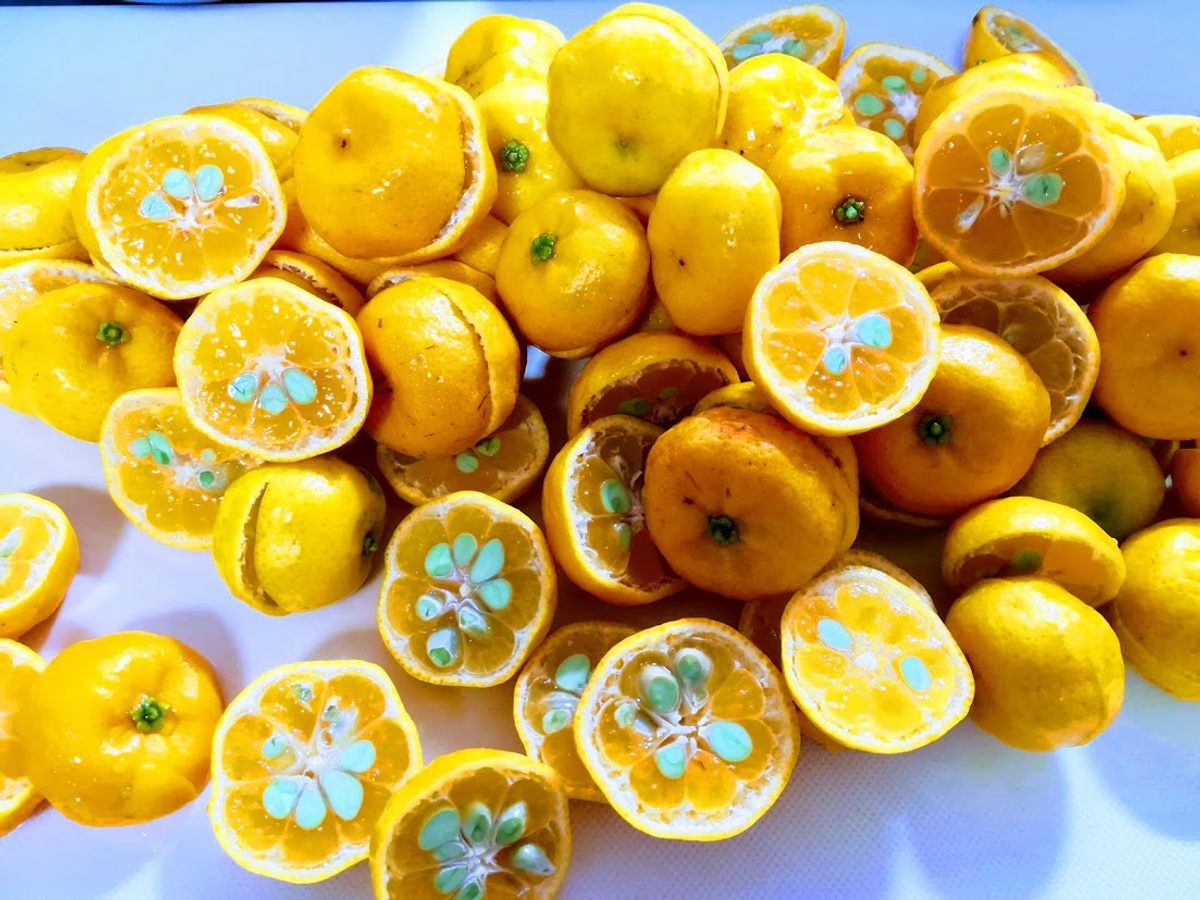 Tachibana Orange