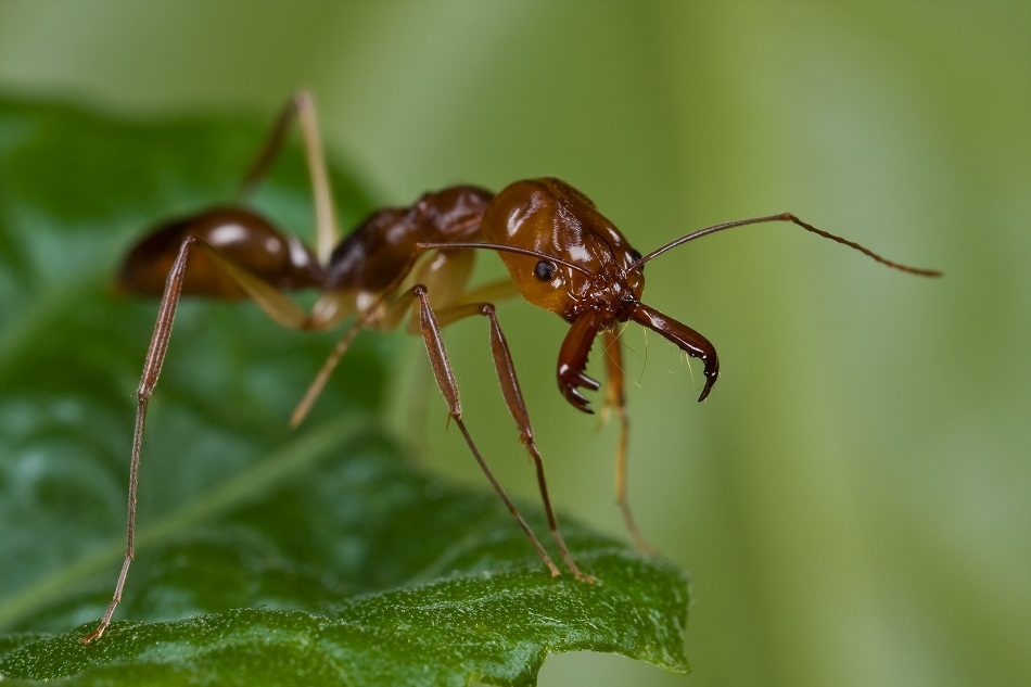 Taiga Ant
